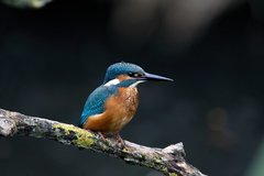 Alcedo atthis