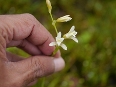 Dipcadi ursulae