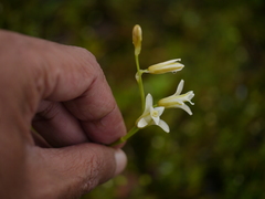 Dipcadi ursulae