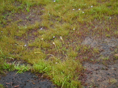 Dipcadi ursulae