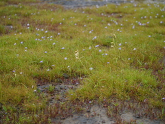 Dipcadi ursulae