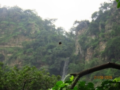 Gasteracantha curvispina