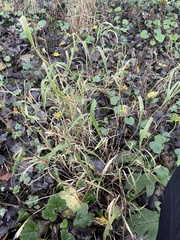 Elymus caninus