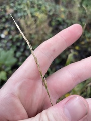 Elymus caninus