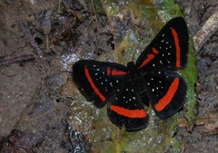 Amarynthis meneria