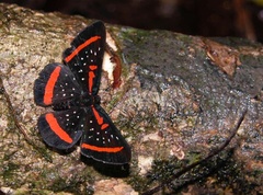 Amarynthis meneria