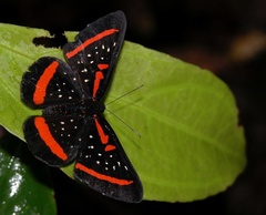 Amarynthis meneria