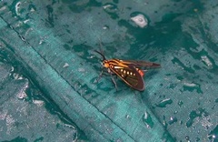 Paraethria flavosignata