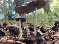Agrocybe rivulosa