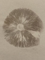 Agrocybe rivulosa