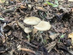 Agrocybe rivulosa