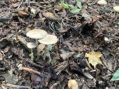 Agrocybe rivulosa