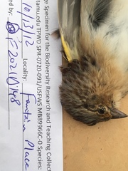 Ammodramus savannarum