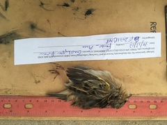 Ammodramus savannarum