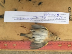 Ammodramus savannarum