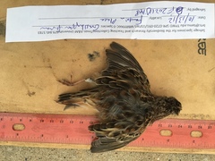 Ammodramus savannarum