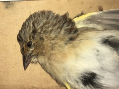 Ammodramus savannarum