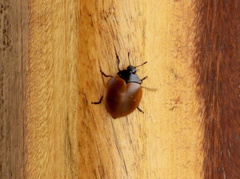 Aegithus clavicornis