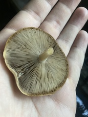 Agrocybe rivulosa