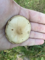 Agrocybe rivulosa