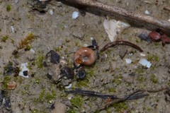 Aegopinella nitidula