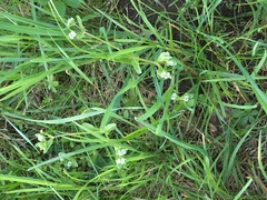 Valerianella locusta