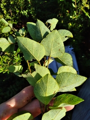 Desmodium floridanum
