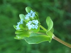 Valerianella locusta