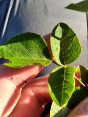 Desmodium floridanum