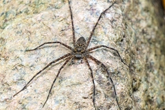 Trechalea longitarsis