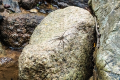 Trechalea longitarsis