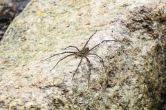 Trechalea longitarsis