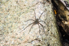 Trechalea longitarsis