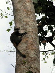 Saguinus imperator subgrisescens