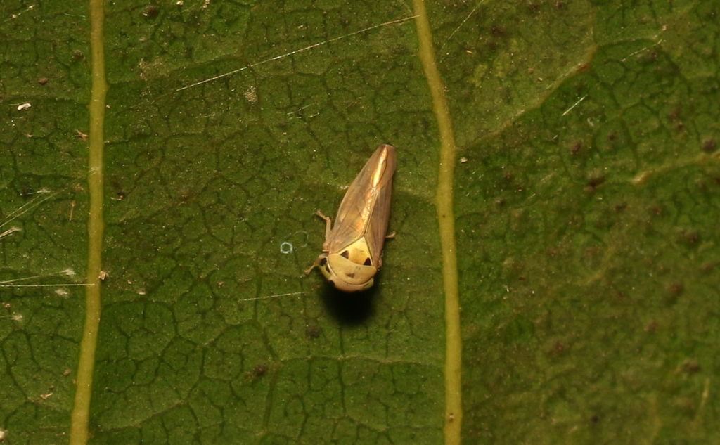 Idioscopus nagpurensis