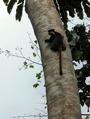 Saguinus imperator subgrisescens