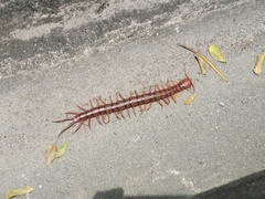 Scolopendra dehaani