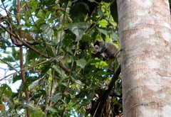 Saguinus imperator subgrisescens