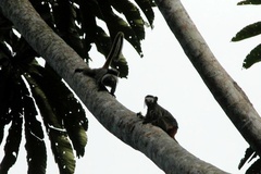 Saguinus imperator subgrisescens