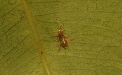 Myrmaplata plataleoides