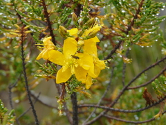 Hypericum laricifolium