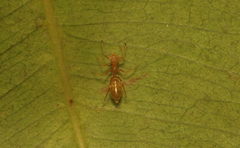 Myrmaplata plataleoides