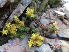 Sedum morrisonense