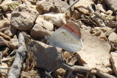 Colotis danae eupompe