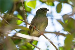 Chiroxiphia pareola