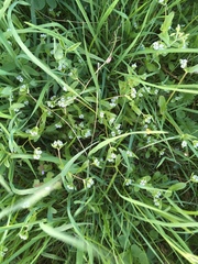 Valerianella locusta