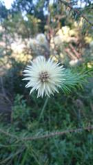 Phylica pubescens