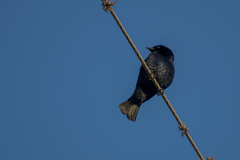 Molothrus rufoaxillaris