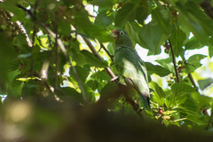 Amazona tucumana