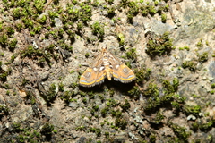 Paracymoriza cataclystalis